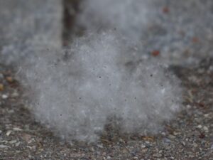 子どもが花粉症や鼻炎、中耳炎にならないための対策は？