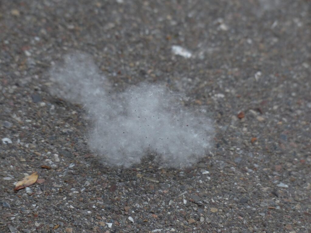 子どもが花粉症や鼻炎、副鼻腔炎を予防する方法は？