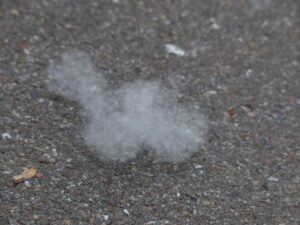 子どもが花粉症や鼻炎、副鼻腔炎を予防する方法は？