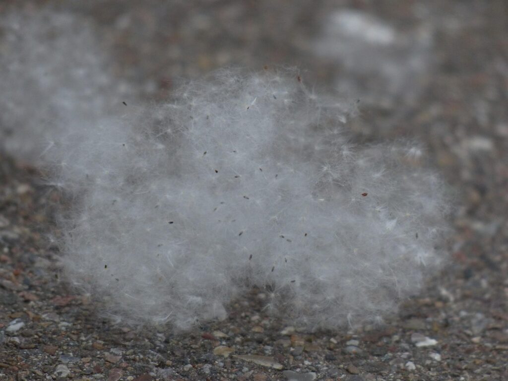 子どもが花粉症や鼻炎で耳鼻科を受診する目安は？