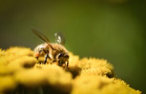 子どもの花粉症による鼻づまりを朝にひどい状態から改善する方法は？