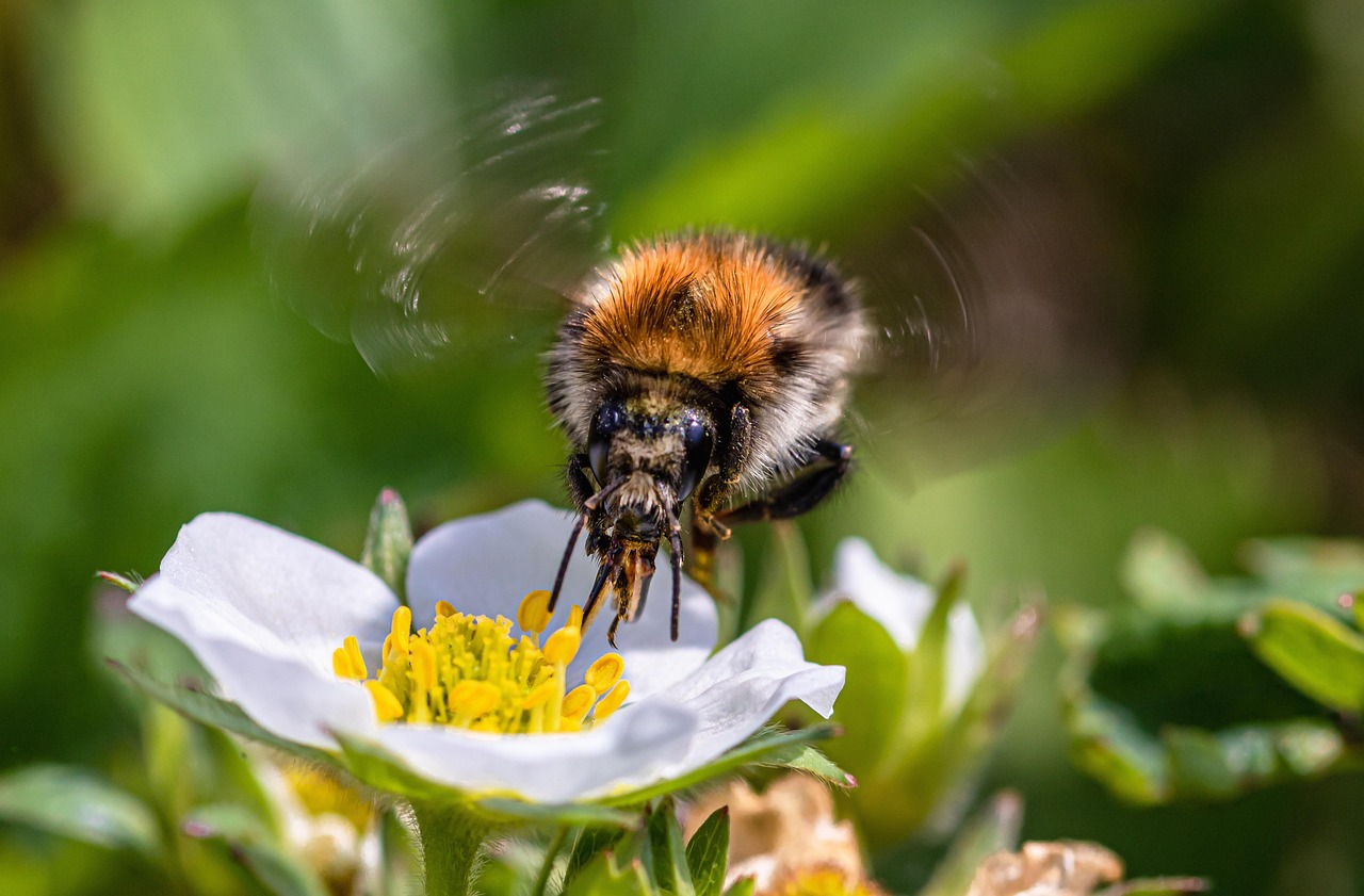子どもの花粉症の鼻の粘膜を弱いままにしないための強くする方法は？