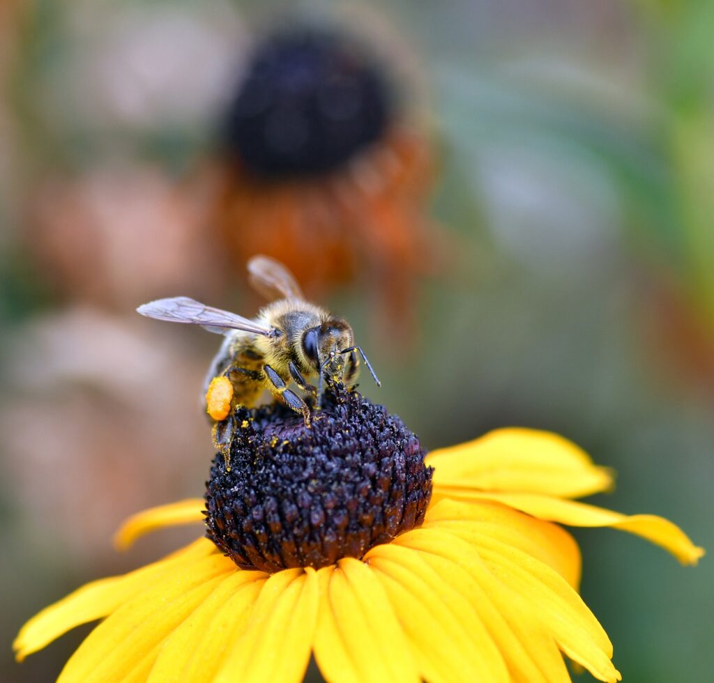 子どもの花粉症の鼻水の色で透明と黄色の見分け方は？