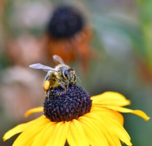 子どもの花粉症の鼻水の色で透明と黄色の見分け方は？