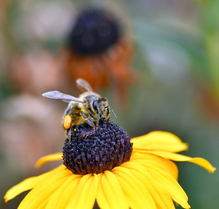 子どもの花粉症の鼻水の色で透明と黄色の見分け方は？