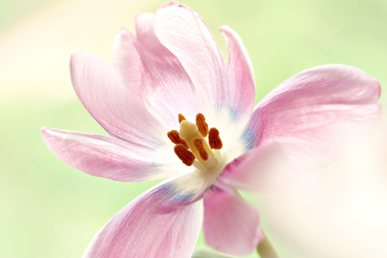 子どもの花粉症に効果的な鼻吸い器の使い方と目安は？