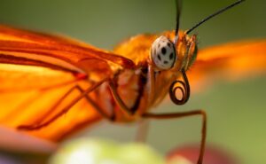 子どもの花粉症による目の充血を冷やすべきか温めるべきか？