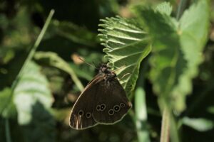 子どもが花粉症の運動会で必要な対策と持ち物は？