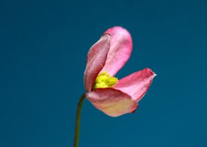 子どもが花粉症デビューするのは何歳からが多いの？