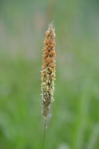 花粉症の子どもにおけるアレルギー検査結果の見方は？