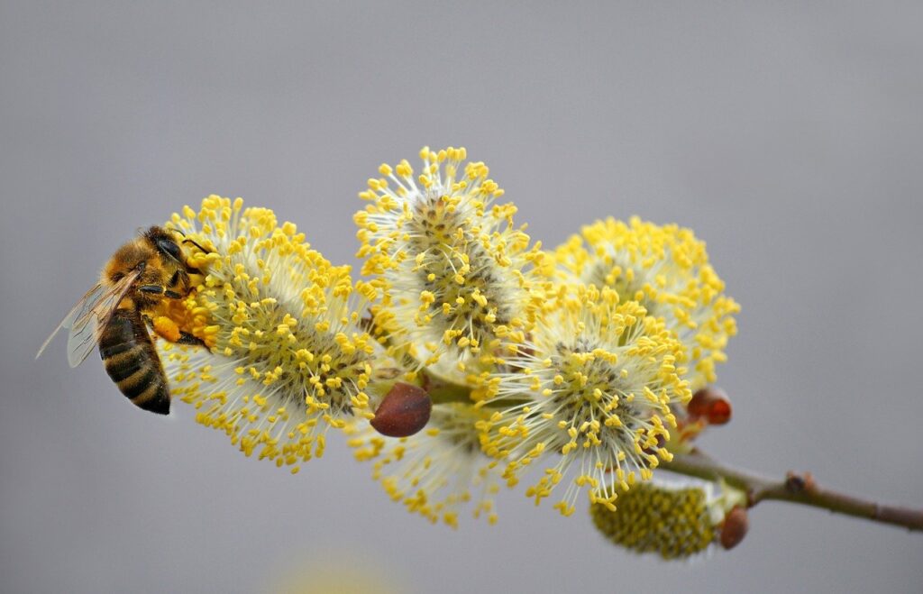 保育園児の花粉症対策で通園中の鼻づまりを軽減する方法は？