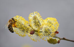 保育園児の花粉症対策で通園中の鼻づまりを軽減する方法は？