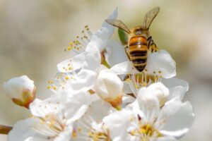 子どもが花粉症で登校前にすることは？