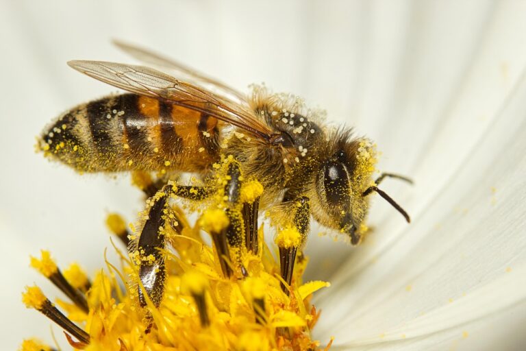 花粉症による目のかゆみを予防する方法は？