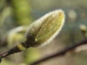 花粉症の子どもに見られる症状は何か、知っておくべきことは？