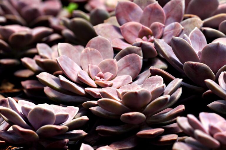 花粉症の目のかゆみに効く薬はどれが最適？