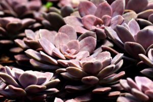 花粉症の目のかゆみの原因は何？